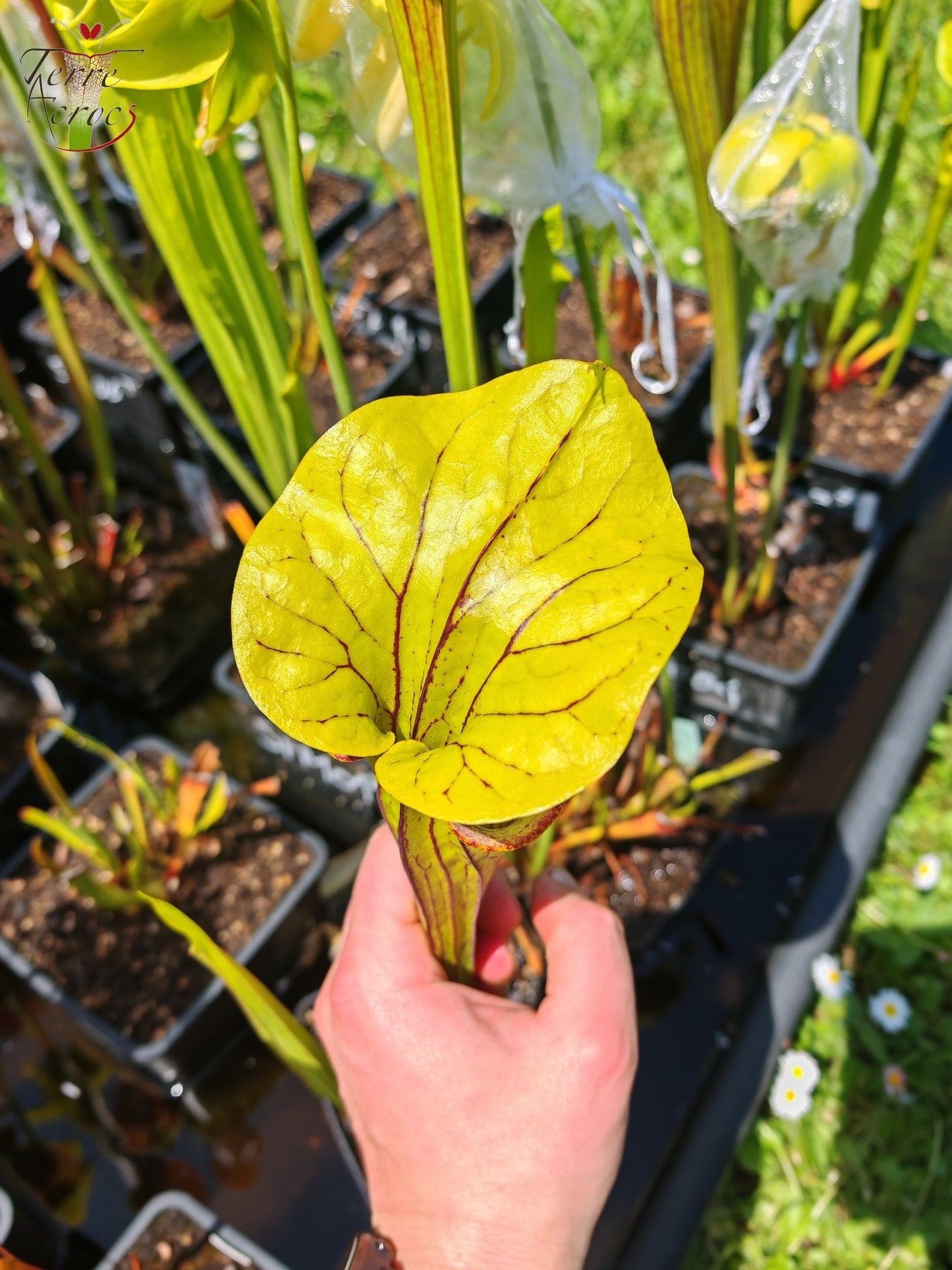 SFO06 Sarracenia flava var. ornata -- Apalachicola National Forest, FL Clone 3 (W) (F220, MK)