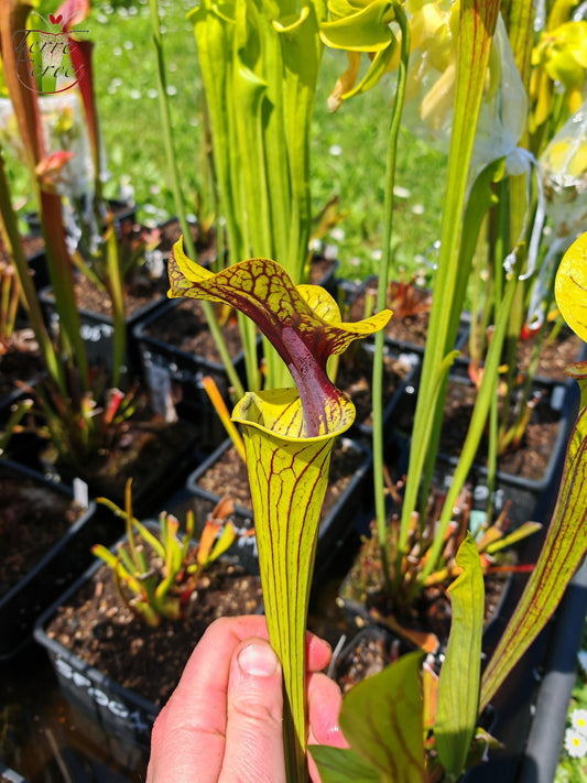 SFO07 Sarracenia flava var. ornata -- Black veins / extreme red throat (F33, MW)