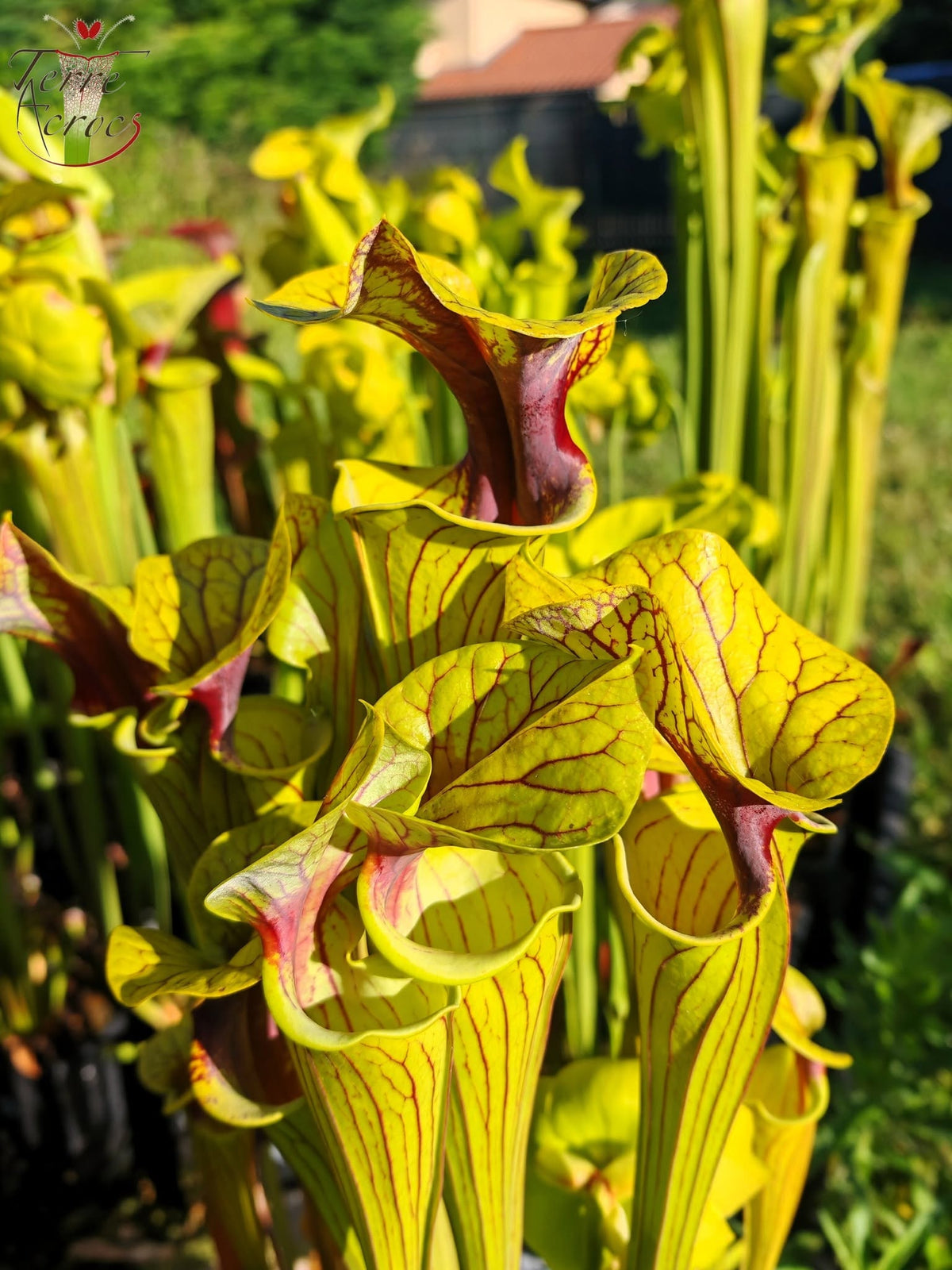 SFO07 Sarracenia flava var. ornata -- Black veins / extreme red throat (F33, MW)