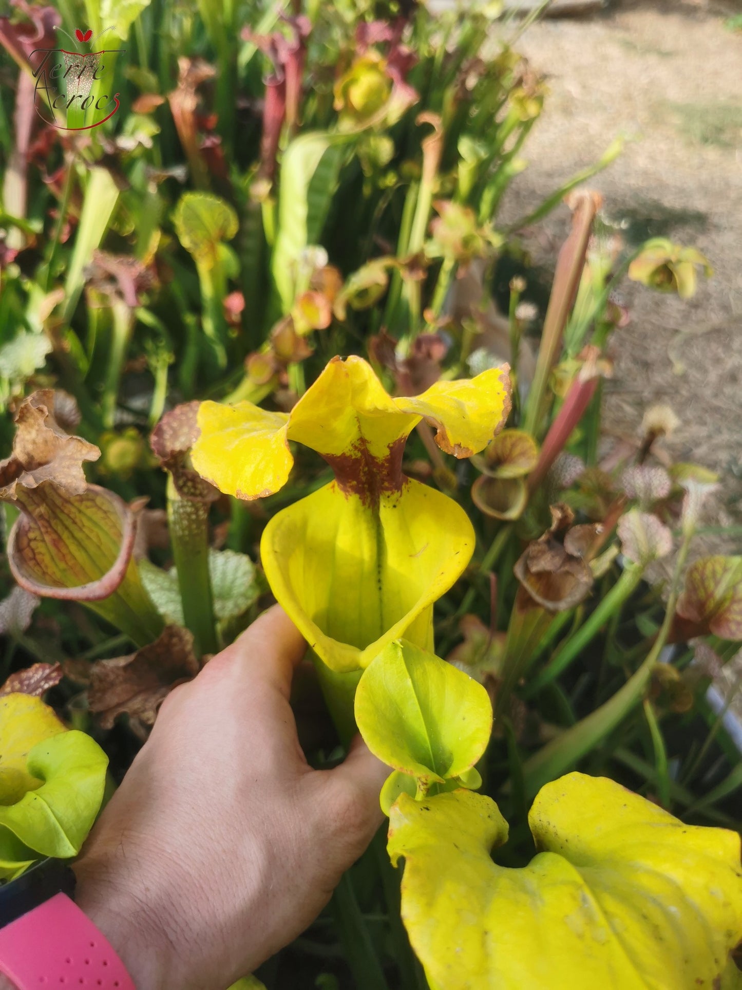 SFR01 Sarracenia flava var. rugelii -- Telogia, FL.(WS). Very large form (F140A, MK)