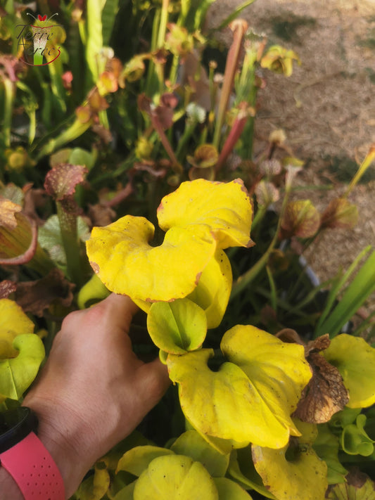 SFR01 Sarracenia flava var. rugelii -- Telogia, FL.(WS). Very large form (F140A, MK)