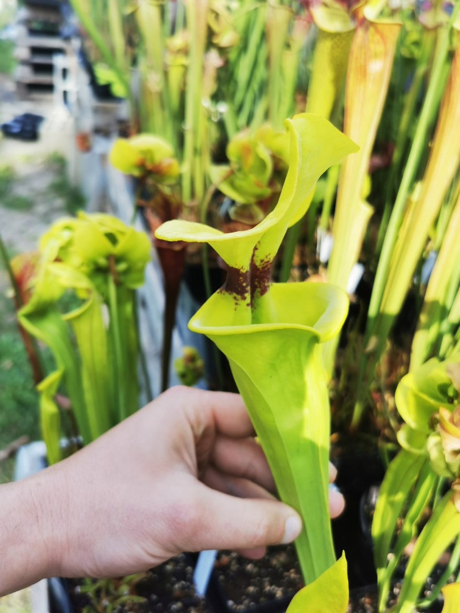 SFR01 Sarracenia flava var. rugelii -- Telogia, FL.(WS). Very large form (F140A, MK)