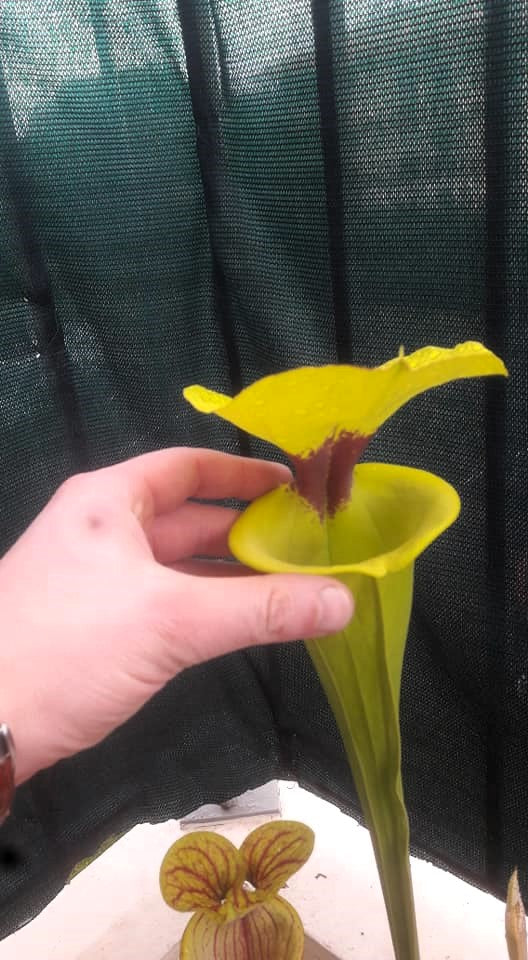 SFR02 Sarracenia flava var. rugelii -- Giant Robust Clone,(PM)(F18, MK)