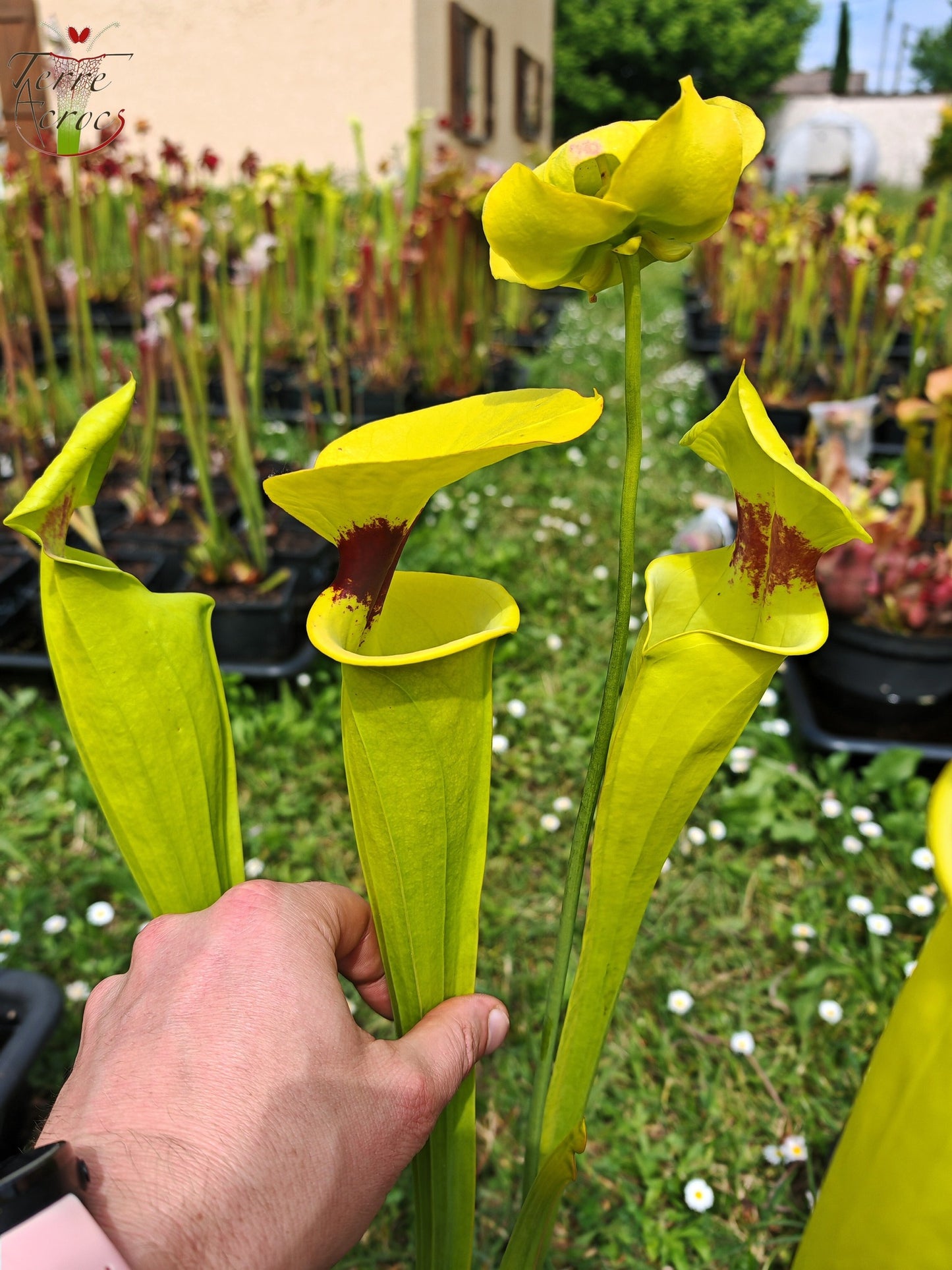 SFR02 Sarracenia flava var. rugelii -- Giant Robust Clone (F18, MK)