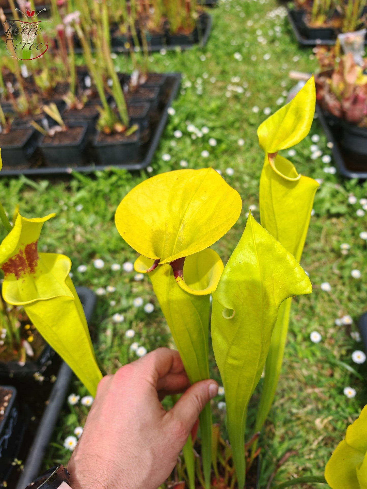 SFR02 Sarracenia flava var. rugelii -- Giant Robust Clone (F18, MK)
