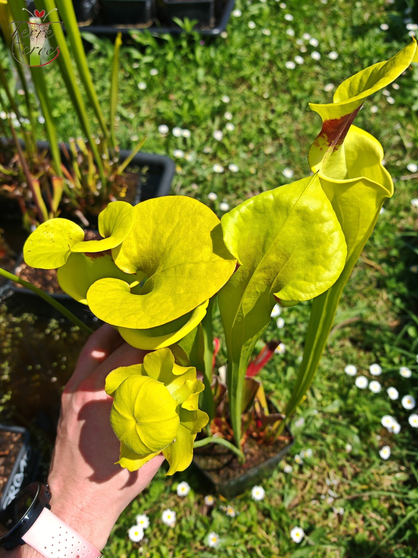 SFR02 Sarracenia flava var. rugelii -- Giant Robust Clone (F18, MK)