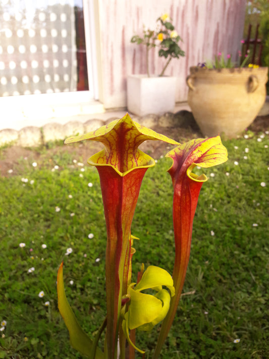 SFRB01 Sarracenia flava var. rubricorpora -- Liberty Co, fla (Very Dark)(F30, MK)