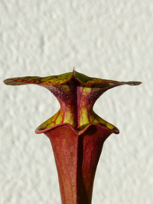 SFRB01 Sarracenia flava var. rubricorpora -- Liberty Co, fla (Very Dark)(F30, MK)