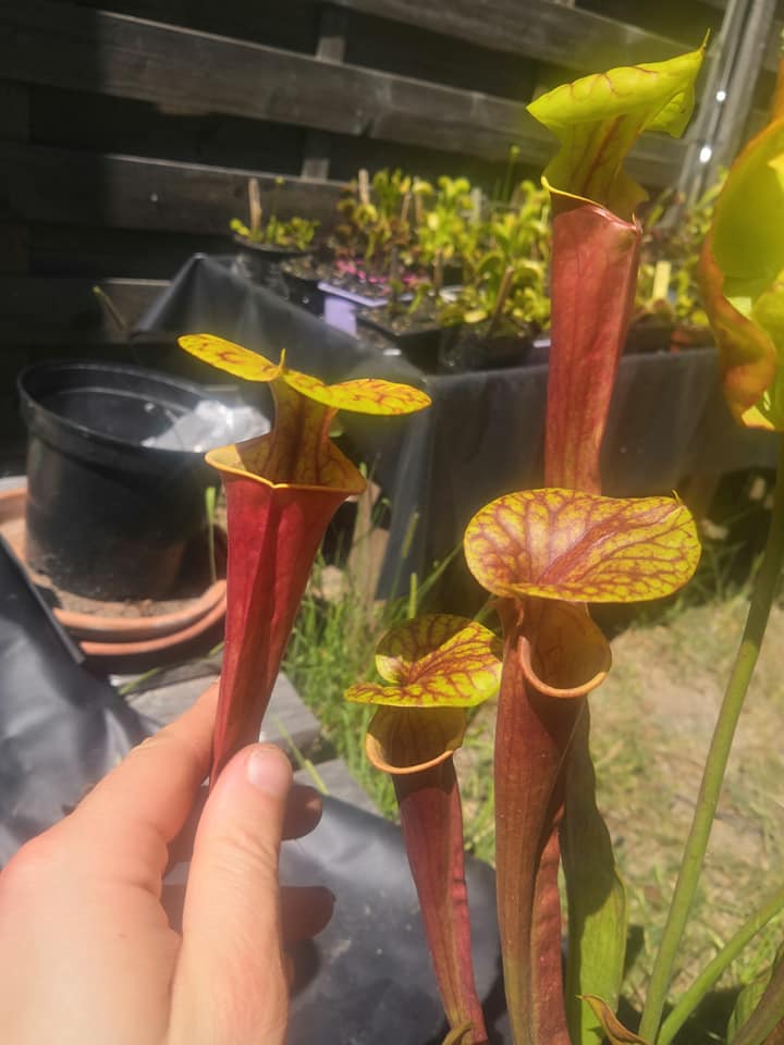 SFRB01 Sarracenia flava var. rubricorpora -- Liberty Co, fla (Very Dark)(F30, MK)