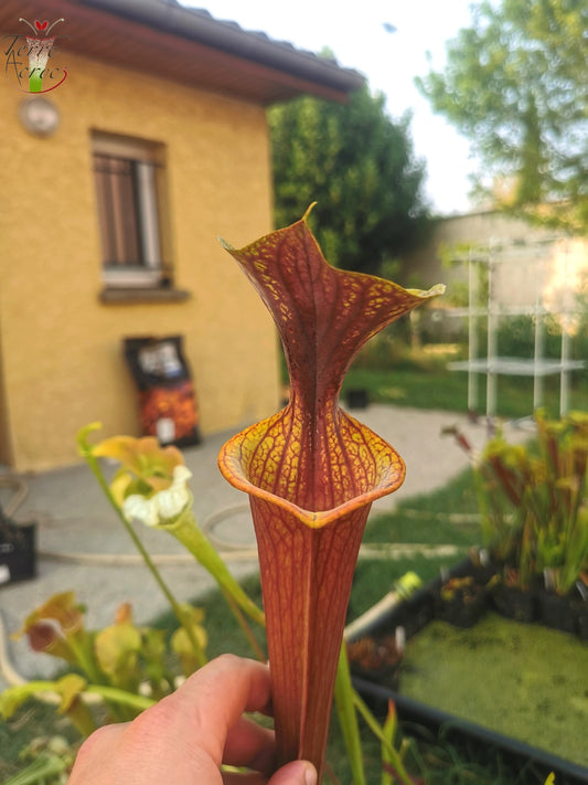SFRB06 Sarracenia flava var. rubricorpora -- Heavy Veined (SF68, Aidan)