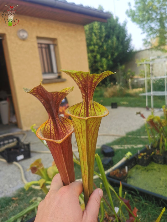 SFRB06 Sarracenia flava var. rubricorpora -- Heavy Veined (SF68, Aidan)