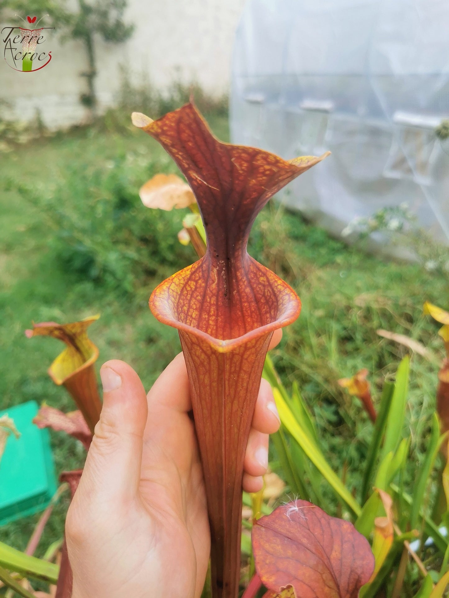SFRB06 Sarracenia flava var. rubricorpora -- Heavy Veined (SF68, Aidan)