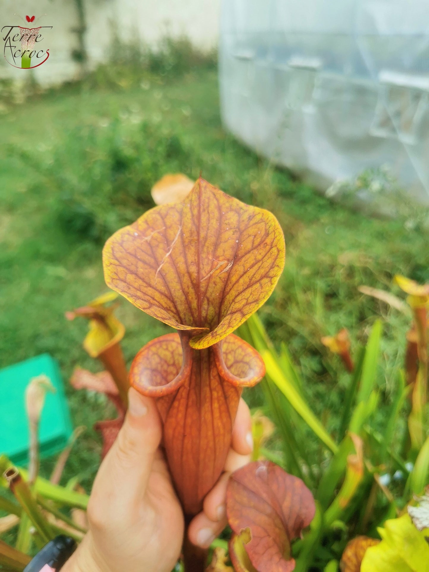 SFRB06 Sarracenia flava var. rubricorpora -- Heavy Veined (SF68, Aidan)