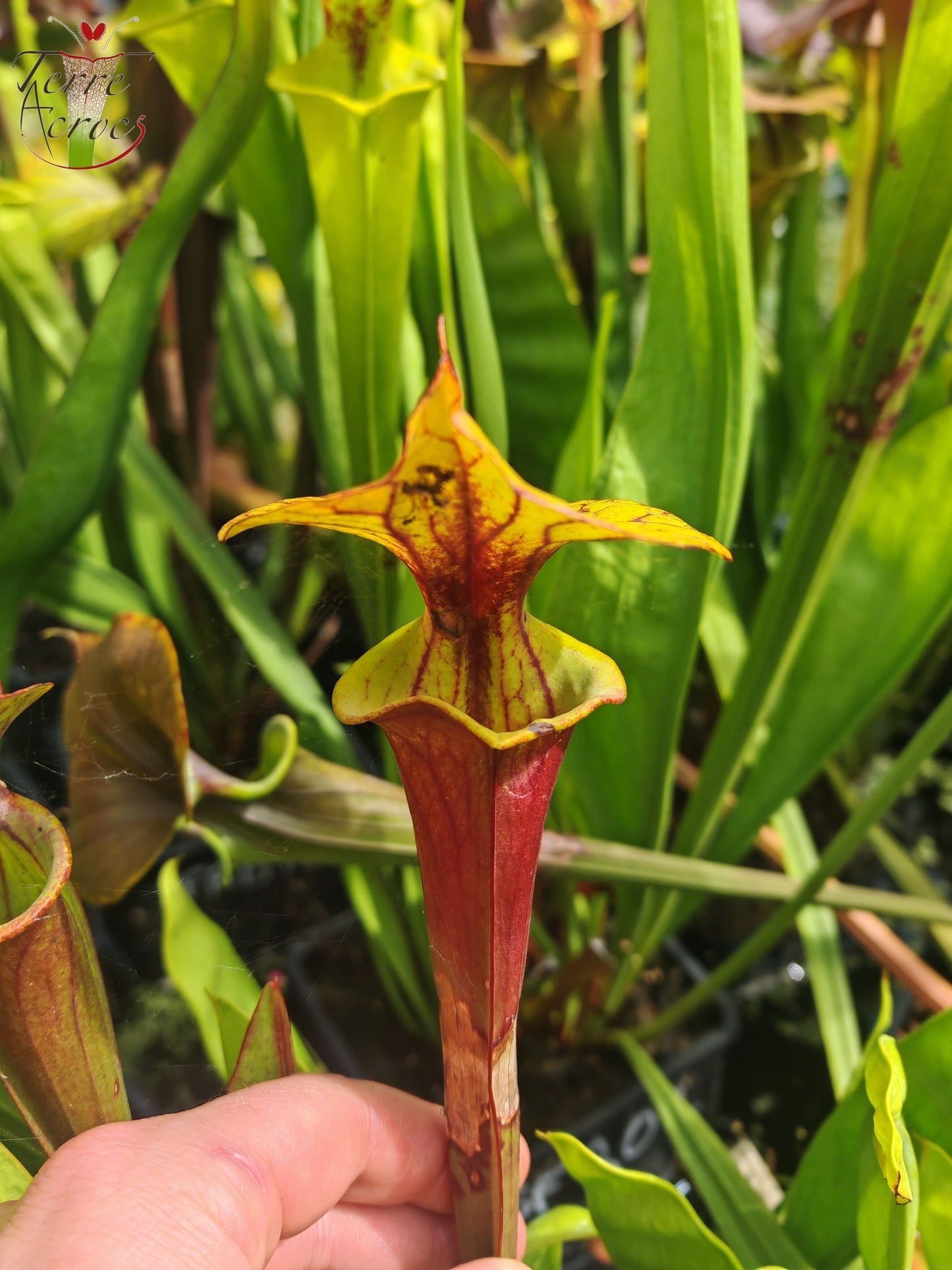 SFRB10 Sarracenia flava var. rubricorpora -- Klon Dennis Baldson