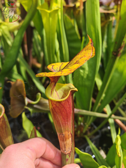 SFRB10 Sarracenia flava var. rubricorpora -- Klon Dennis Baldson