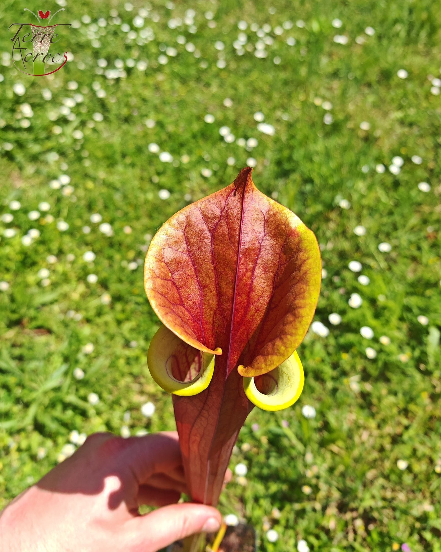 SFRB12 Sarracenia flava var. rubricorpora -- (“Best Clone” x “Clone L”) (Clone 1, Mike Wang)
