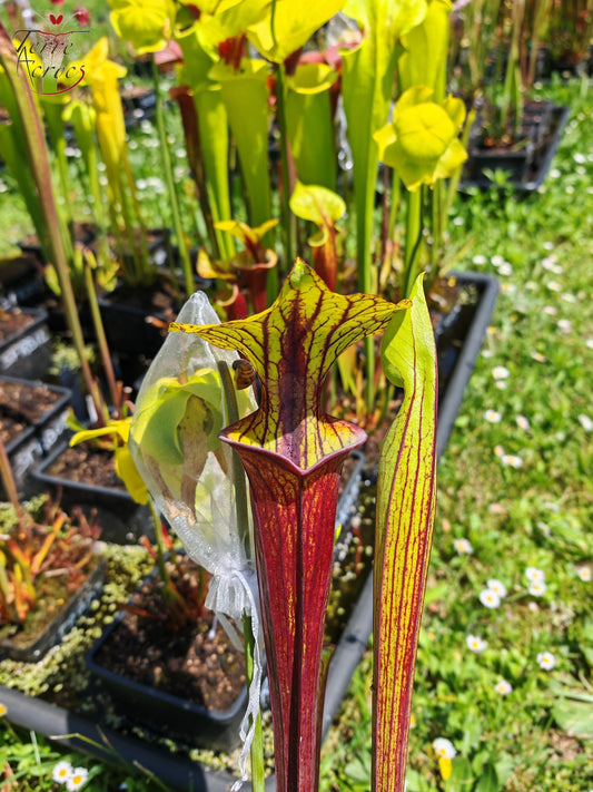 SFRB13 Sarracenia flava var. rubricorpora -- ‘Valkyrie’