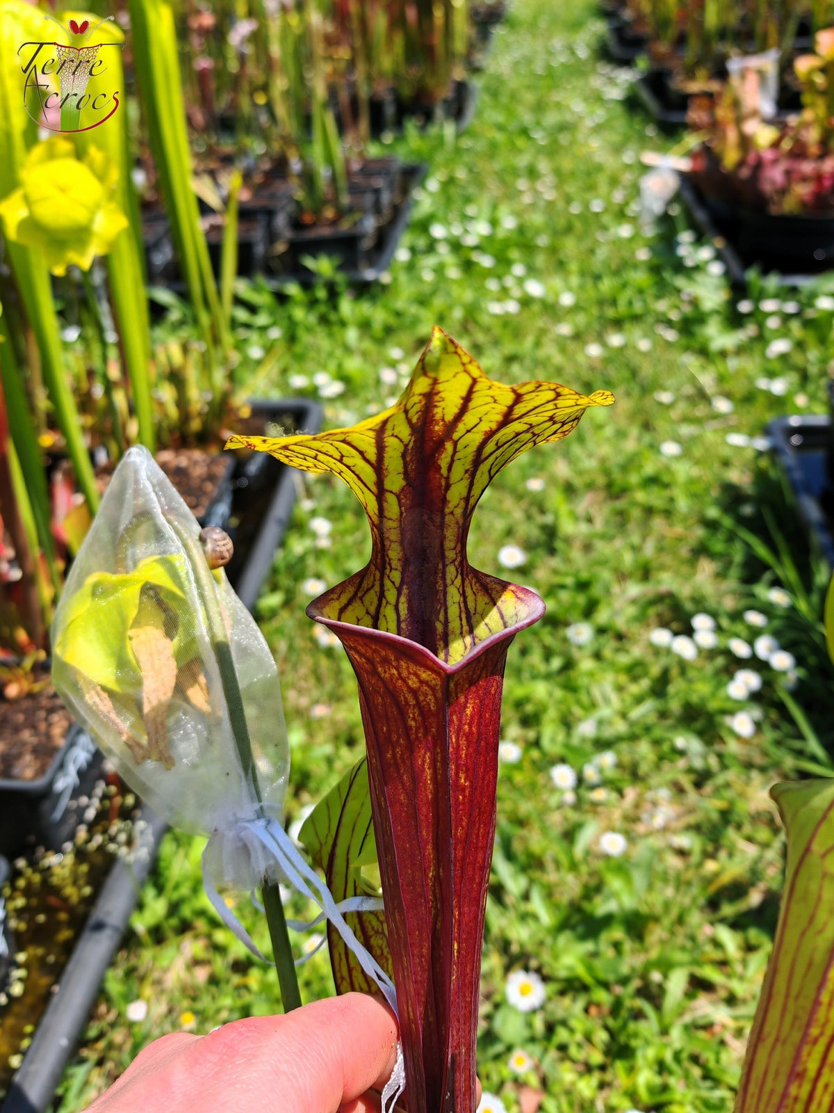 SFRB13 Sarracenia flava var. rubricorpora -- ‘Valkyrie’