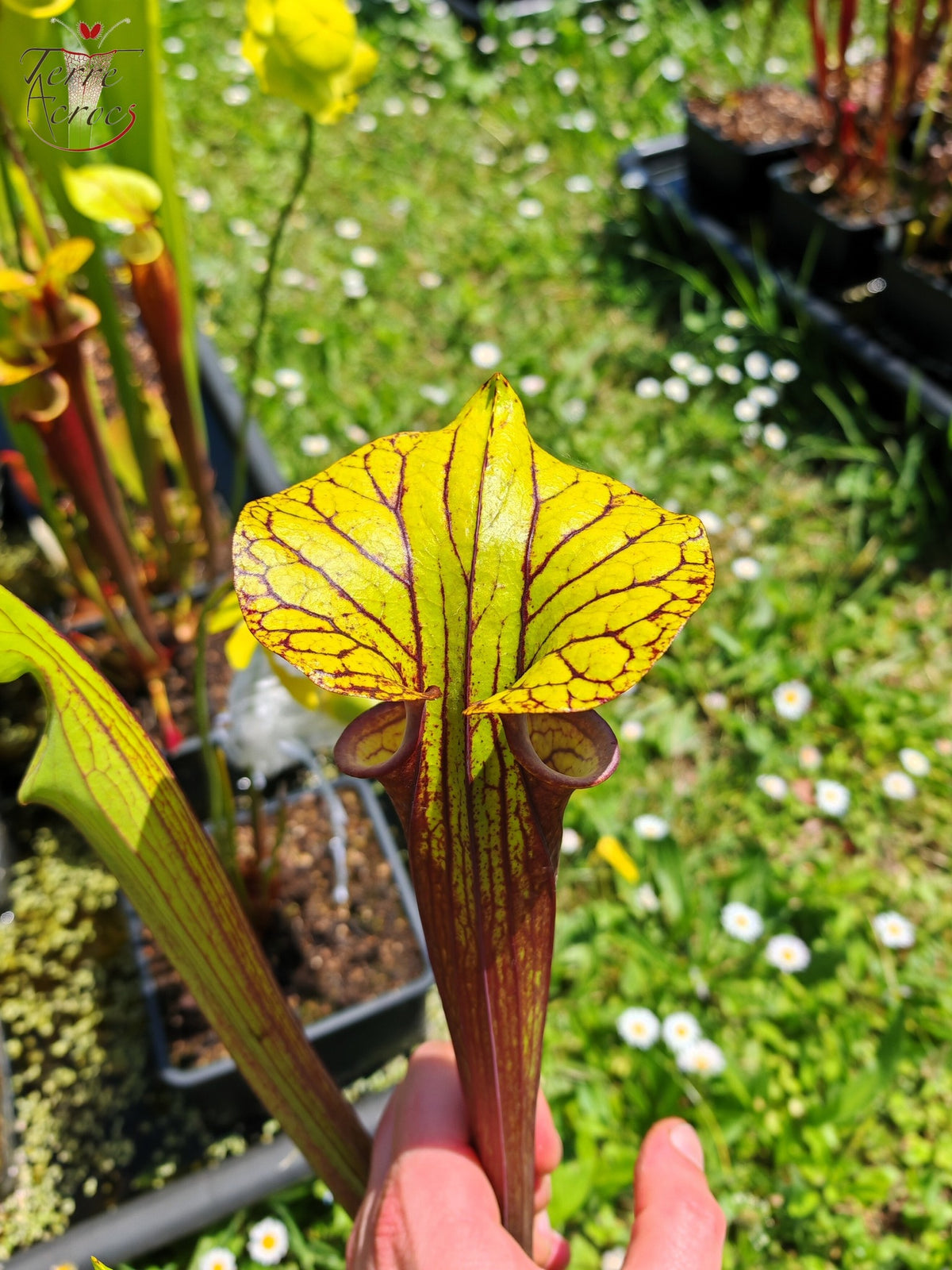 SFRB13 Sarracenia flava var. rubricorpora -- ‘Valkyrie’