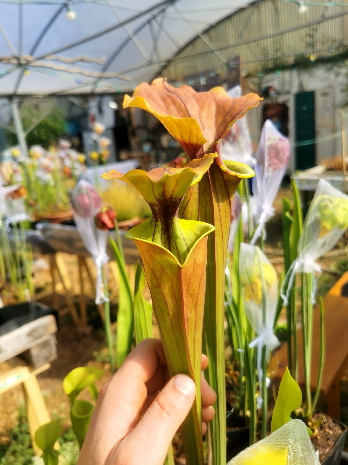 SFX02 Sarracenia x (rugelii -- giant robust clone(F18, MK) x atropurpurea -- “Kimber Red Ruffles” (F195, MK))