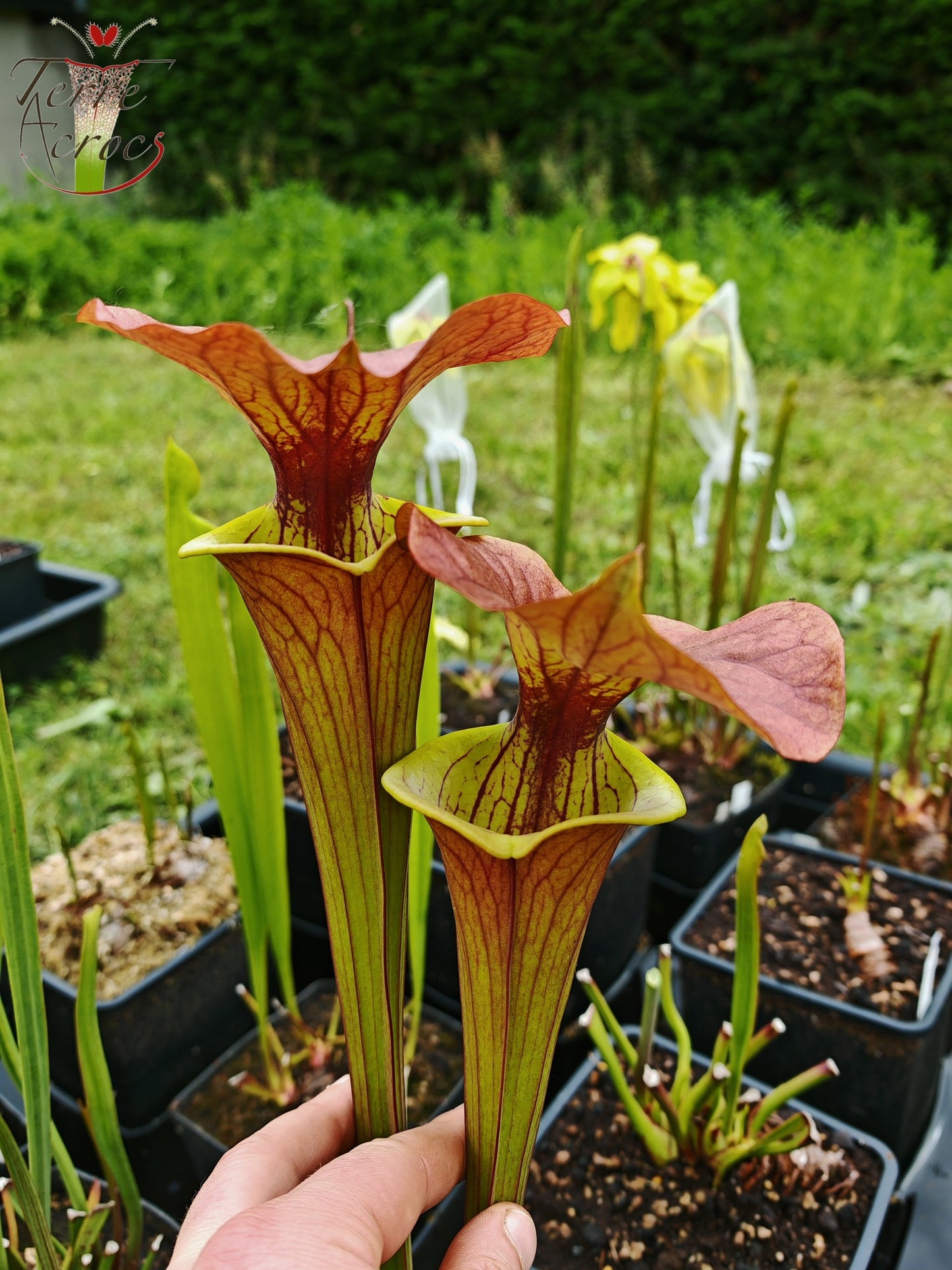 SFX02 Sarracenia x (rugelii -- giant robust clone(F18, MK) x atropurpurea -- “Kimber Red Ruffles” (F195, MK))