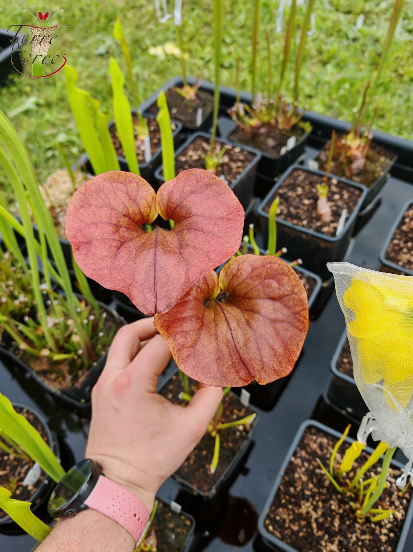 SFX02 Sarracenia x (rugelii -- giant robust clone(F18, MK) x atropurpurea -- “Kimber Red Ruffles” (F195, MK))