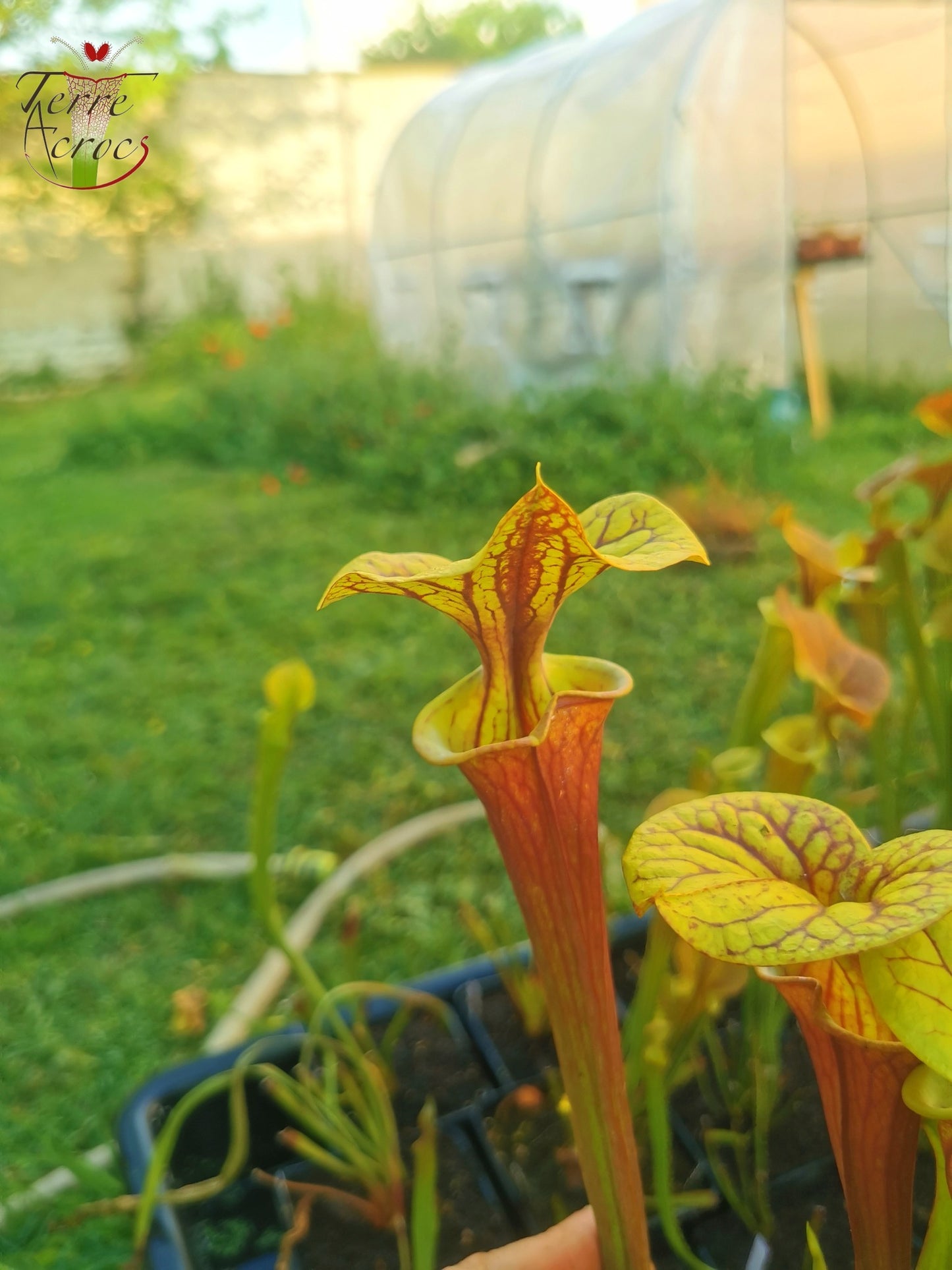 SFX04a : Sarracenia x (S. flava var. cuprea -- Copper top x S. flava var. rubricorpora -- Liberty Co, Fla (Very Dark))
