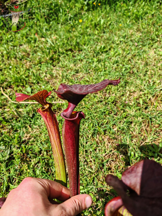 SFX04b : Sarracenia x (S. flava var. cuprea -- Copper top x S. flava var. rubricorpora -- Liberty Co, Fla (Very Dark))
