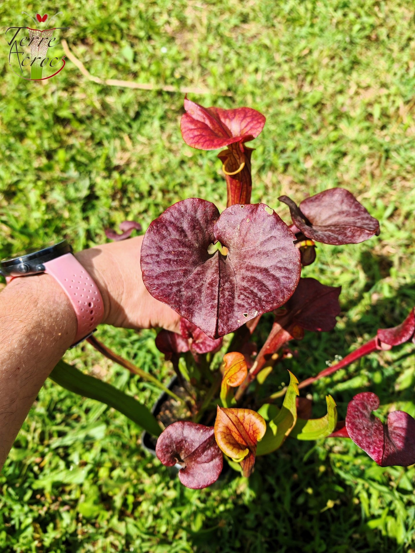 SFX04b : Sarracenia x (S. flava var. cuprea -- Copper top x S. flava var. rubricorpora -- Liberty Co, Fla (Very Dark))