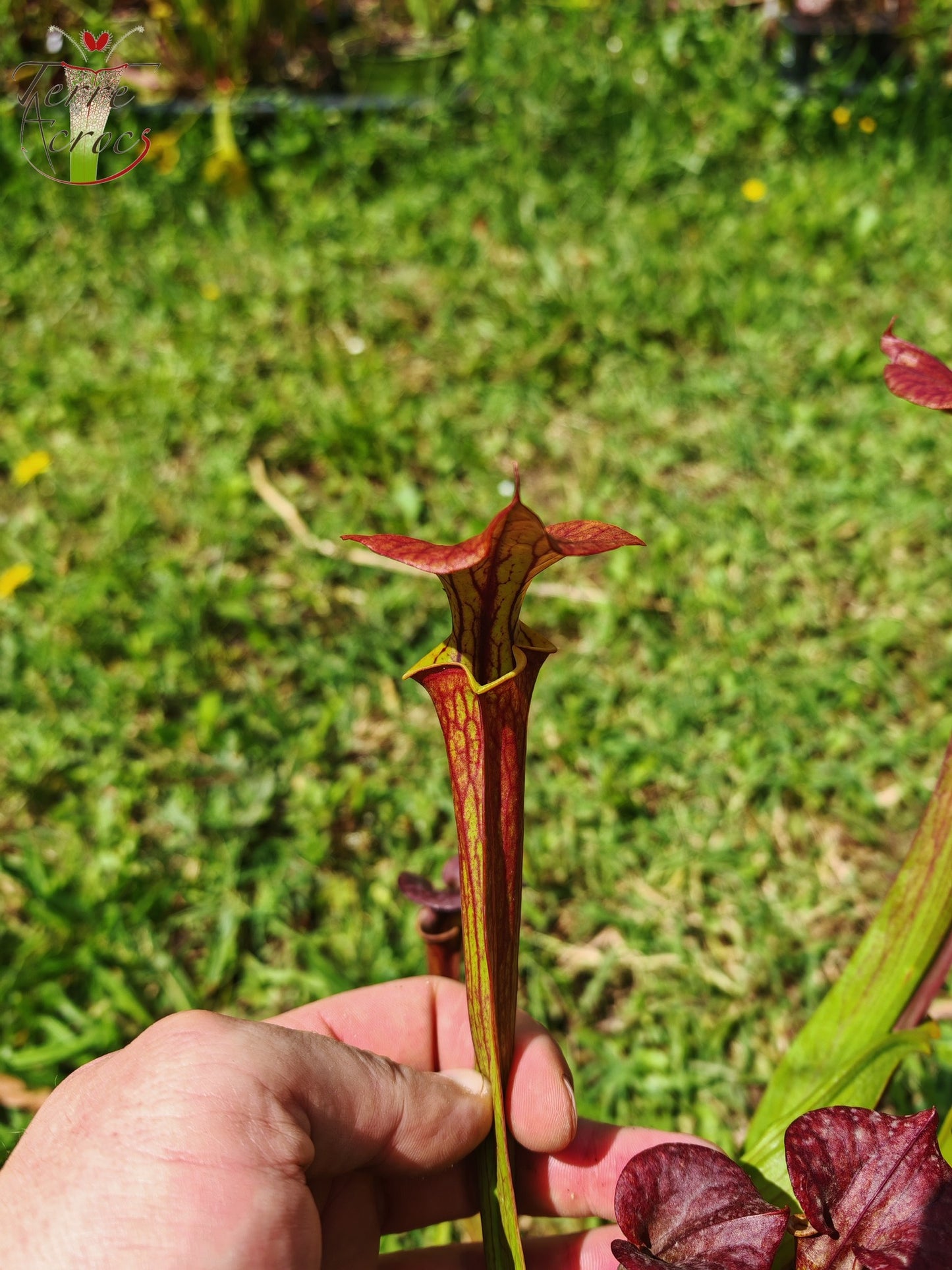 SFX04b : Sarracenia x (S. flava var. cuprea -- Copper top x S. flava var. rubricorpora -- Liberty Co, Fla (Very Dark))