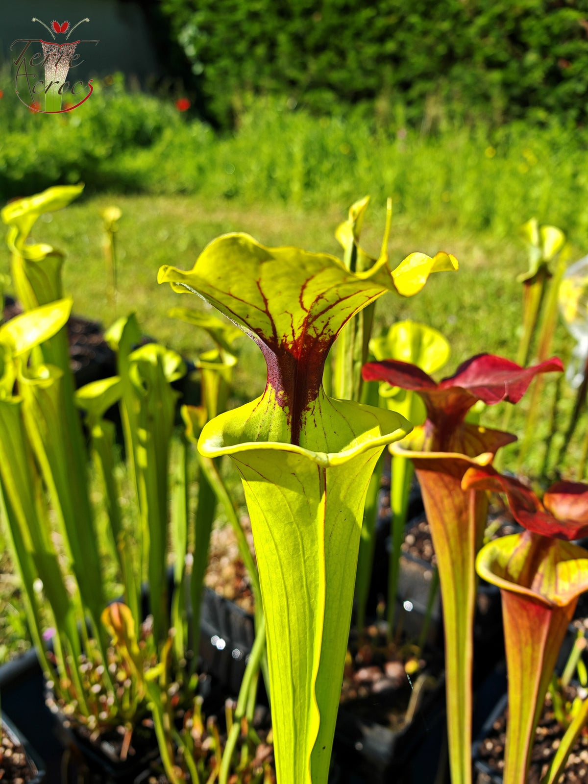 SFX07 Sarracenia flava -- clone vigoureux (GB)