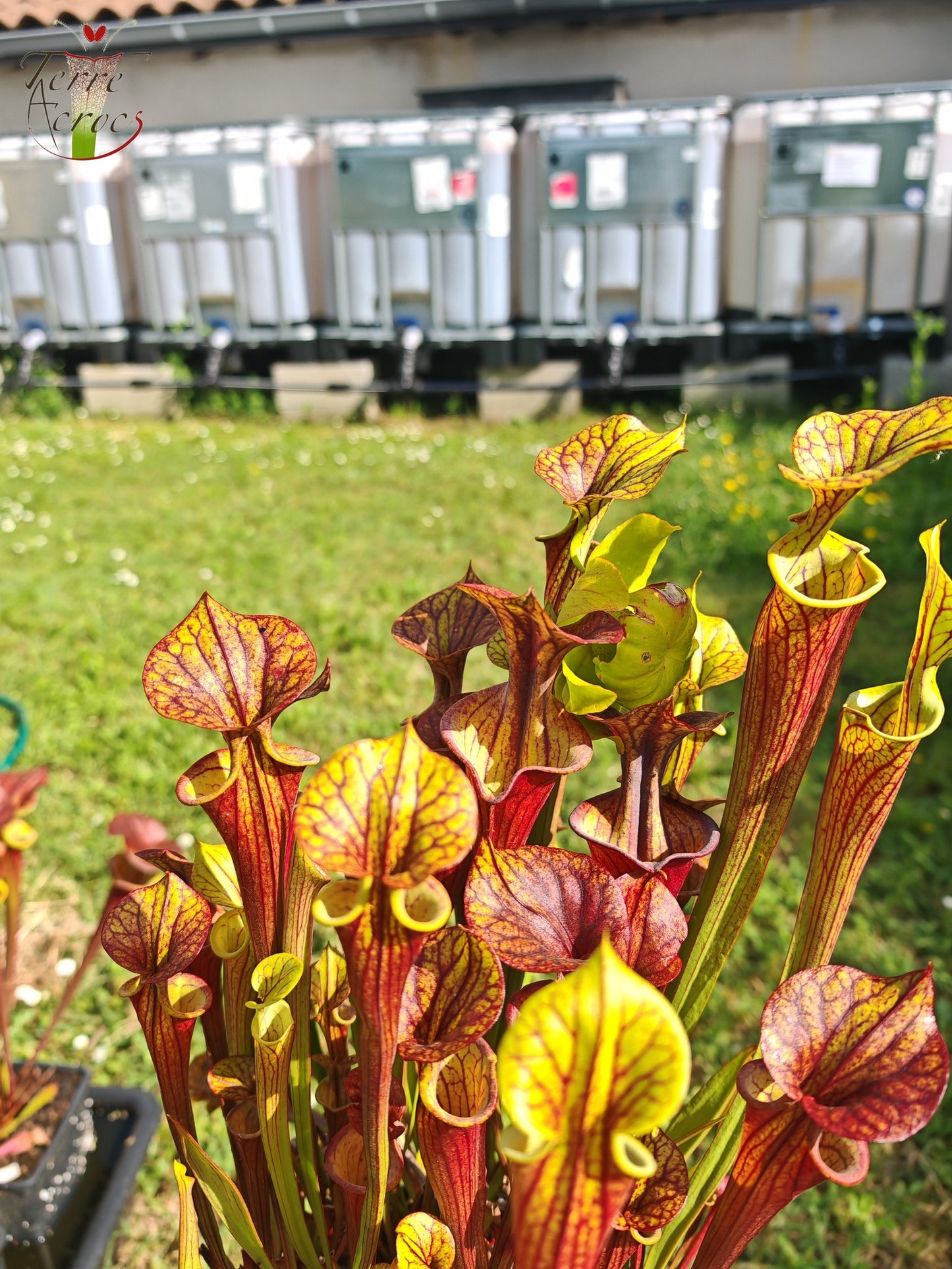 SFX08-1 Sarracenia x (S. flava ornata -- “Black Veins” (Original) x S. flava var. atropurpurea -- ‘Waccamaw’)(Peatypicthers seedgrown)