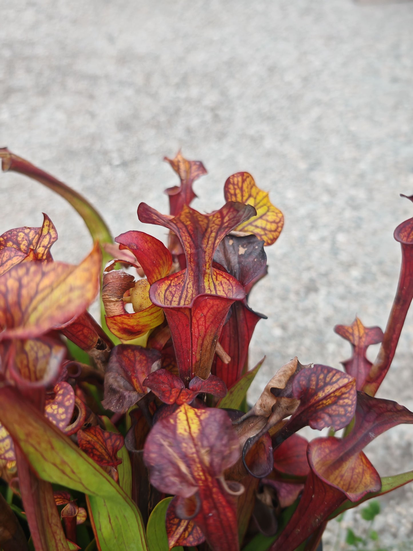 SFX08-1 Sarracenia x (S. flava ornata -- “Black Veins” (Original) x S. flava var. atropurpurea -- ‘Waccamaw’)(Peatypicthers seedgrown)