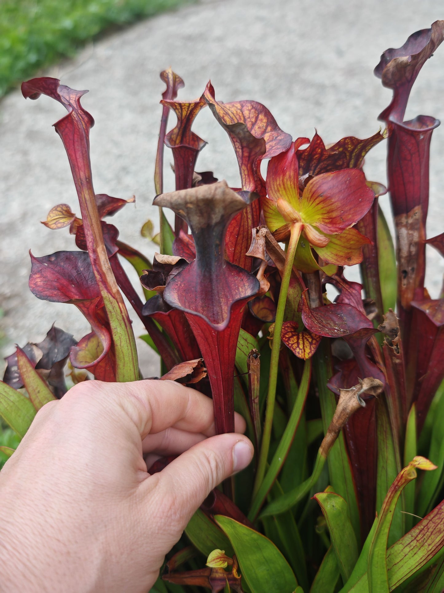 SFX08-1 Sarracenia x (S. flava ornata -- “Black Veins” (Original) x S. flava var. atropurpurea -- ‘Waccamaw’)(Peatypicthers seedgrown)