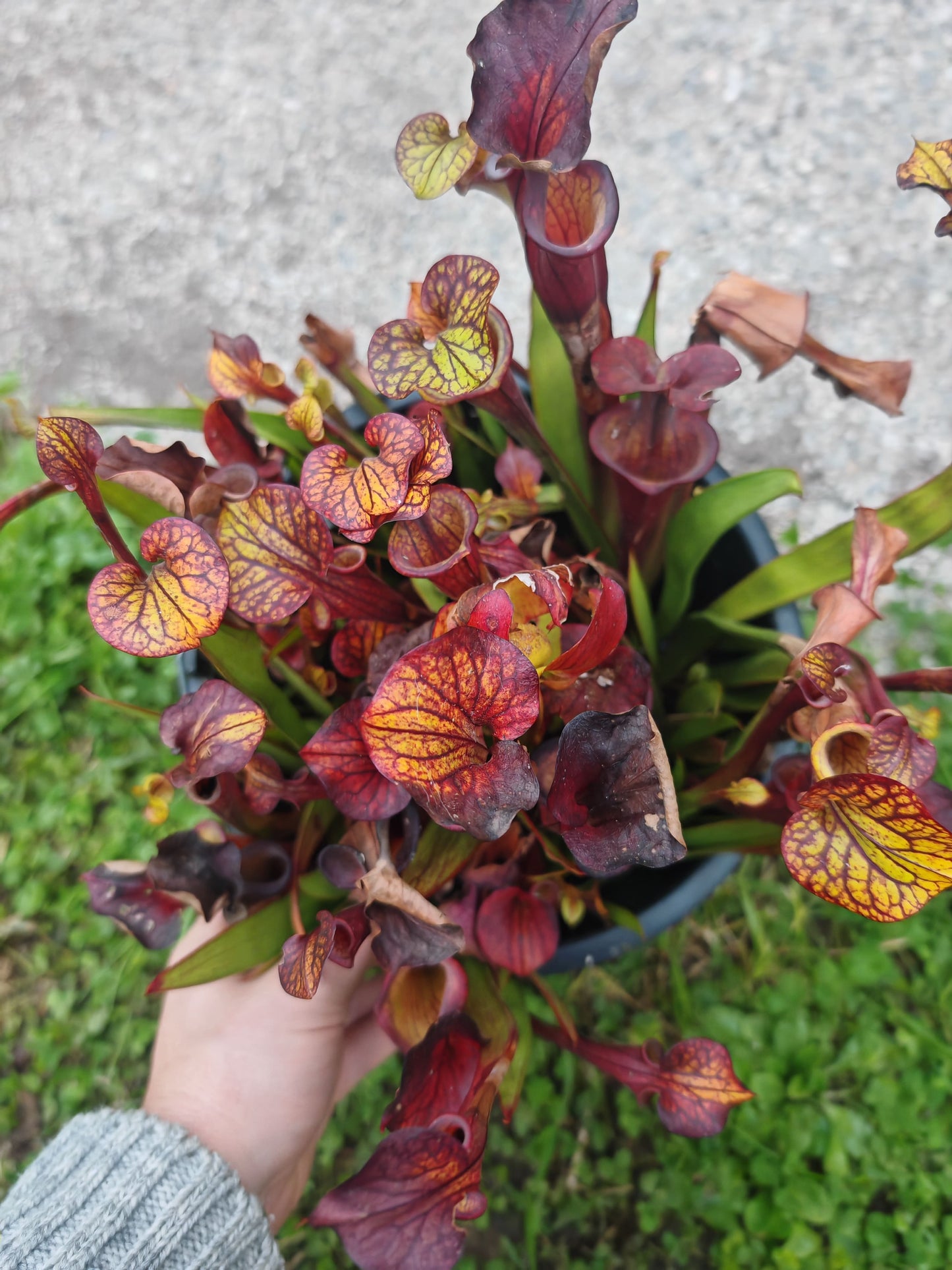 SFX08-1 Sarracenia x (S. flava ornata -- “Black Veins” (Original) x S. flava var. atropurpurea -- ‘Waccamaw’)(Peatypicthers seedgrown)