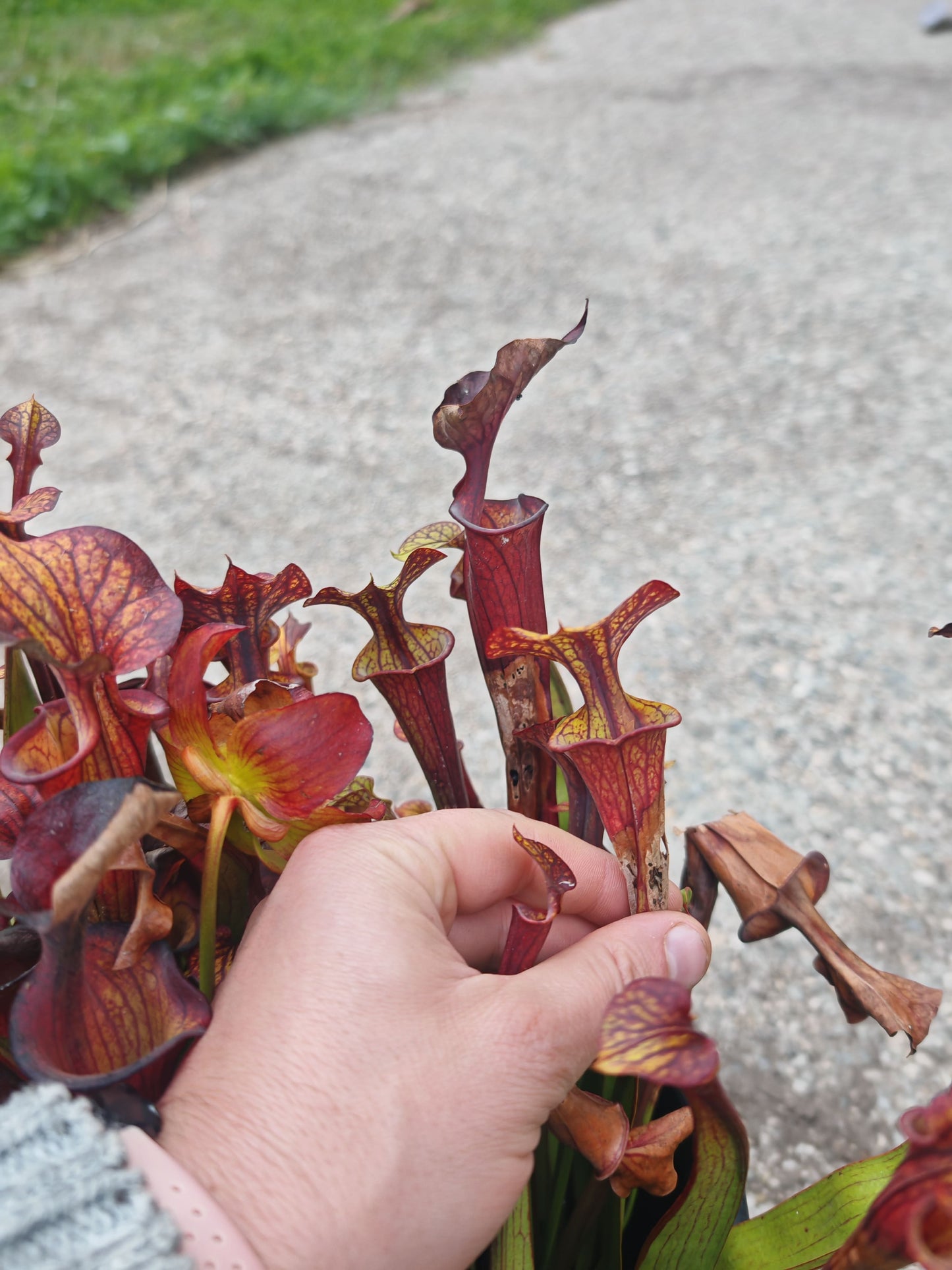 SFX08-1 Sarracenia x (S. flava ornata -- “Black Veins” (Original) x S. flava var. atropurpurea -- ‘Waccamaw’)(Peatypicthers seedgrown)
