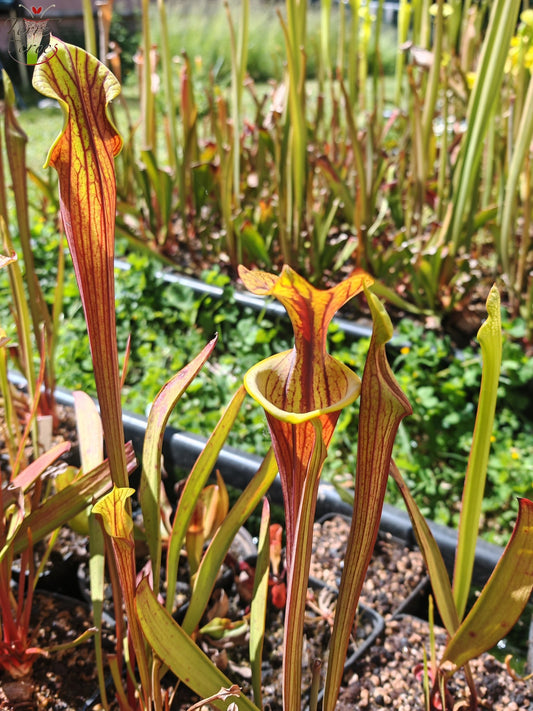 SFX08-1 Sarracenia x (S. flava ornata -- “Black Veins” (Original) x S. flava var. atropurpurea -- 'Waccamaw')(Peatypicthers seed-grown)