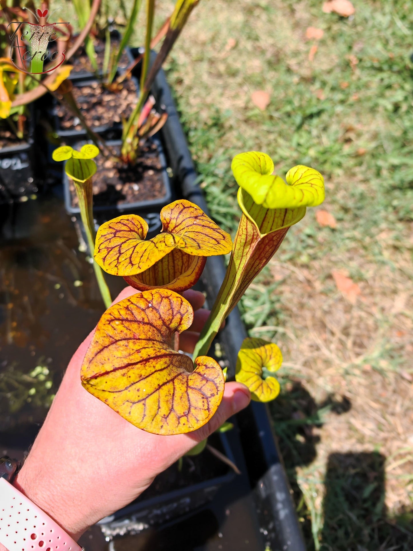 SFX09 Sarracenia x (atropurpurea -- All Red form x ornata -- Sandy Creek)