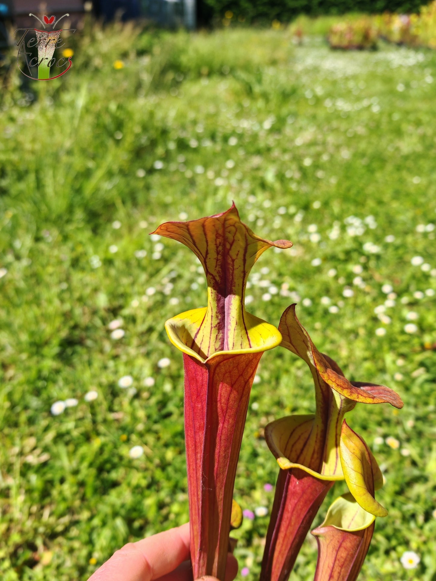 SFX10 Sarracenia flava var. cuprea (probablement hybridé avec flava. var. rubricorpora)(GB)