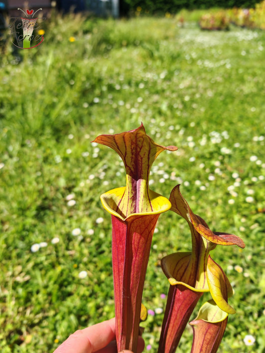 SFX10 Sarracenia flava var. cuprea (probablement hybridé avec flava. var. rubricorpora)(GB)