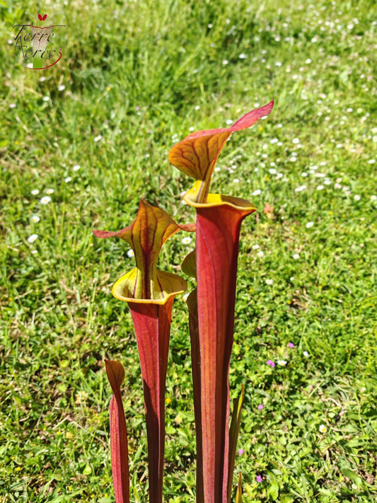 SFX10 Sarracenia flava var. cuprea (probablement hybridé avec flava. var. rubricorpora)(GB)