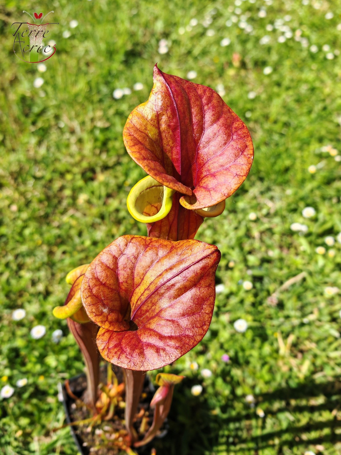 SFX10 Sarracenia flava var. cuprea (probablement hybridé avec flava. var. rubricorpora)(GB)