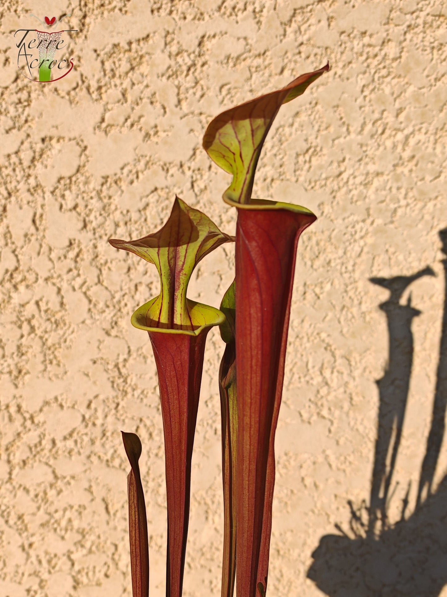 SFX10 Sarracenia flava var. cuprea (probablement hybridé avec flava. var. rubricorpora)(GB)