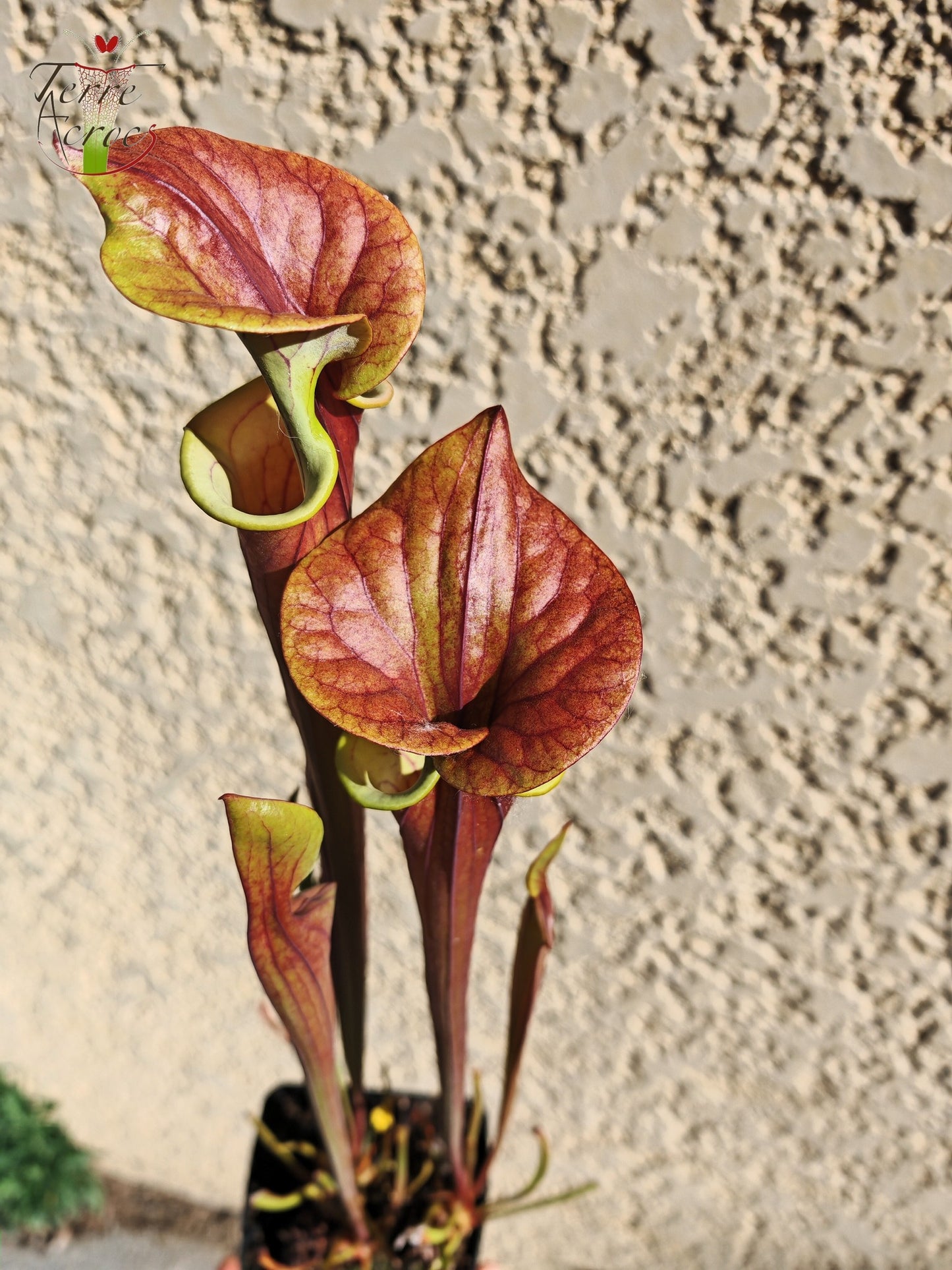 SFX10 Sarracenia flava var. cuprea (probablement hybridé avec flava. var. rubricorpora)(GB)