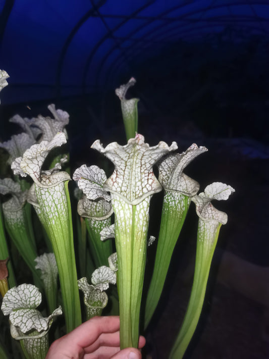 SL01 Sarracenia leucophylla -- Type