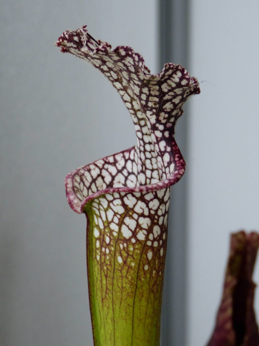 SL02 Sarracenia leucophylla -- purple and white giant form,Route 71,Nr Altha, N.Florida,W, (L19, MK)