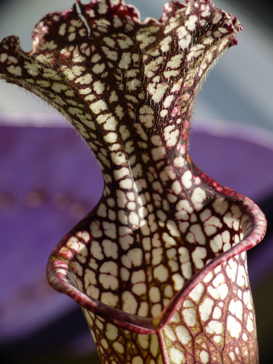 SL02 Sarracenia leucophylla -- purple and white giant form,Route 71,Nr Altha, N.Florida,W, (L19, MK)