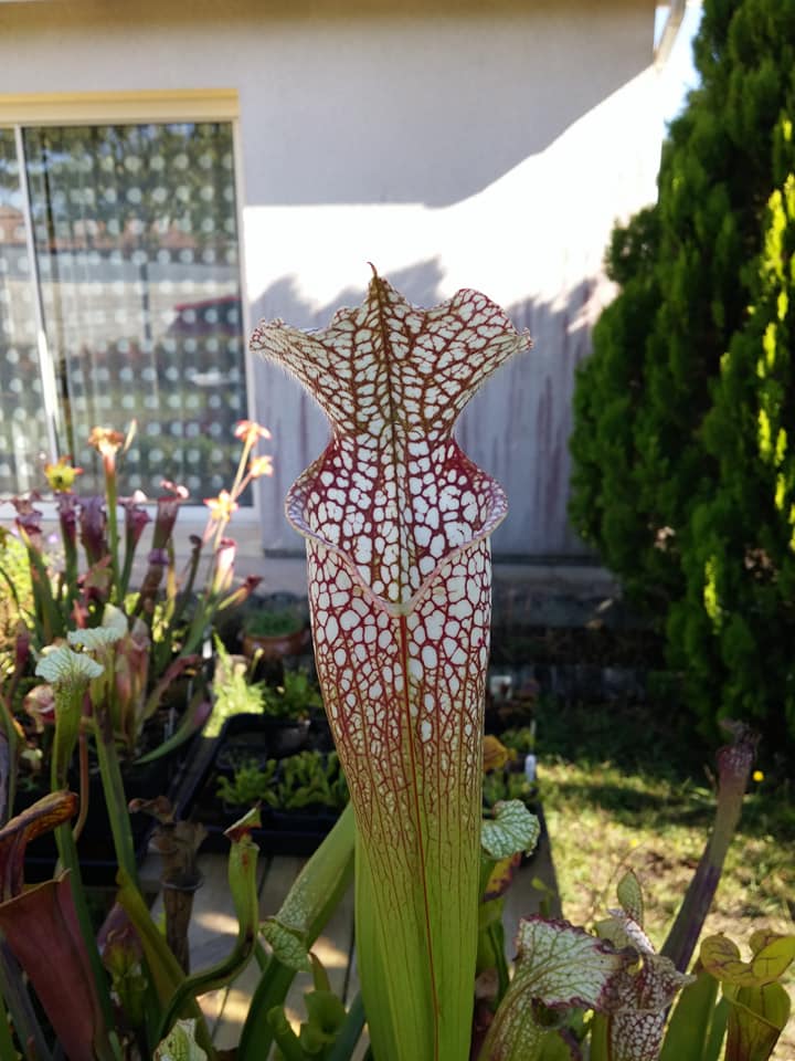 SL02 Sarracenia leucophylla -- purple and white giant form,Route 71,Nr Altha, N.Florida,W, (L19, MK)