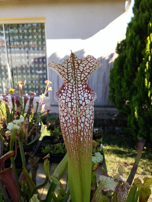 Graines Sarracenia 2025 (SL02 x OP)