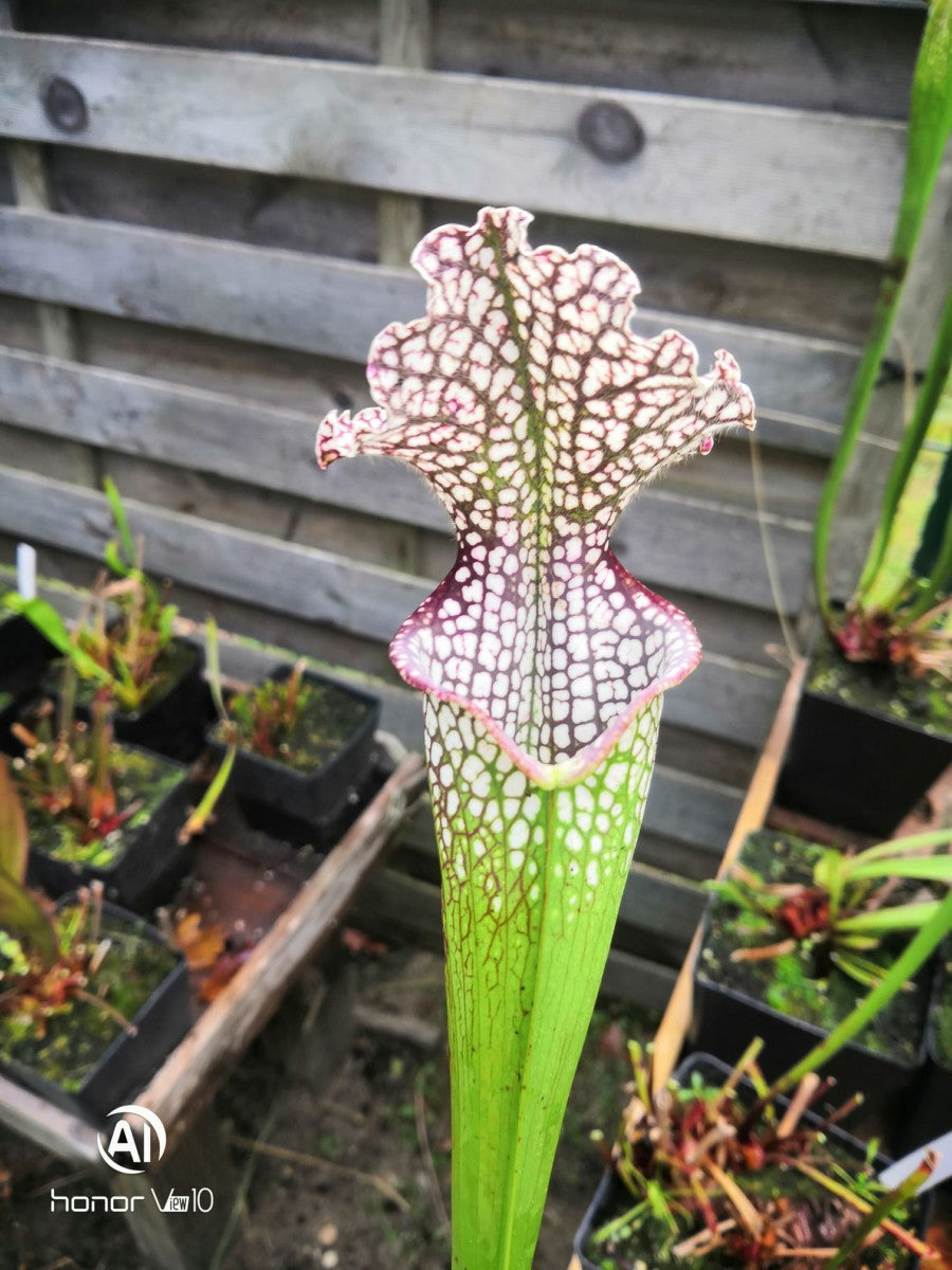 SL02 Sarracenia leucophylla -- purple and white giant form,Route 71,Nr Altha, N.Florida,W, (L19, MK)